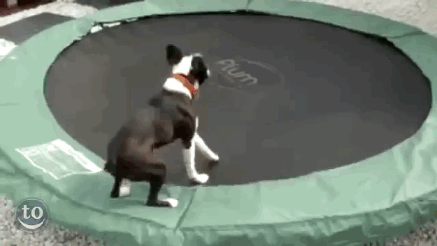 Boston Terrier on a Trampoline - Best of the Internet - Noodle Live