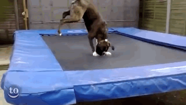 Boxer Dog on a trampoline from Best Animals on trampolines