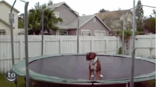 Another Boxer dog on a Trampoline - Best of the Internet - Noodle Live