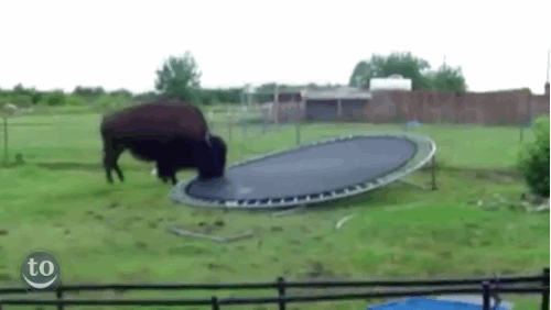 Buffalo with a Trampoline - Best of the Internet - Noodle Live