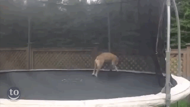 Bulldog on a Trampoline - Best of the Internet - Noodle Live