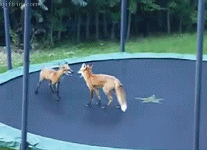 Fox on a Trampoline - Best of the Internet - Noodle Live