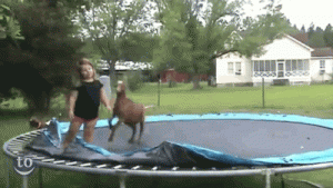 Goat and child on Trampoline - Best of the Internet - Noodle Live
