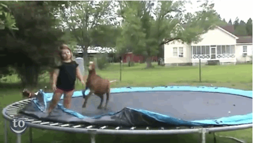 Goat and child on Trampoline - Best of the Internet - Noodle Live
