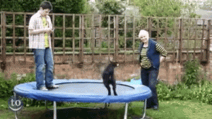 Goat Kid on Trampoline - Best of the Internet - Noodle Live
