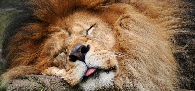 Lion Sleeping waiting for the Wakie App