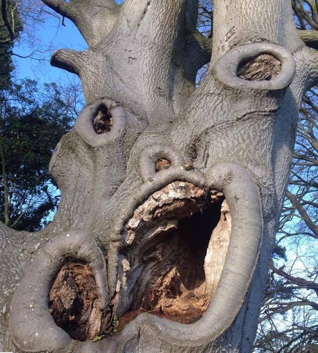 terrifying_tree